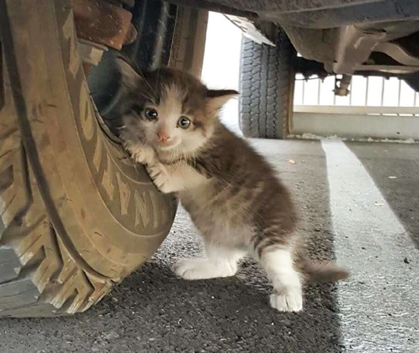stray-kitten-found-under-truck-adopted-cat-axel-5 stray-kitten-found-under-truck-adopted-cat-axel-5
