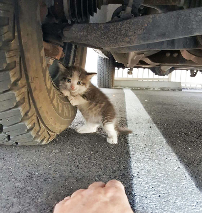 A Guy Found A Scared Kitten Under A Truck And Just Couldn’t Say No To Her