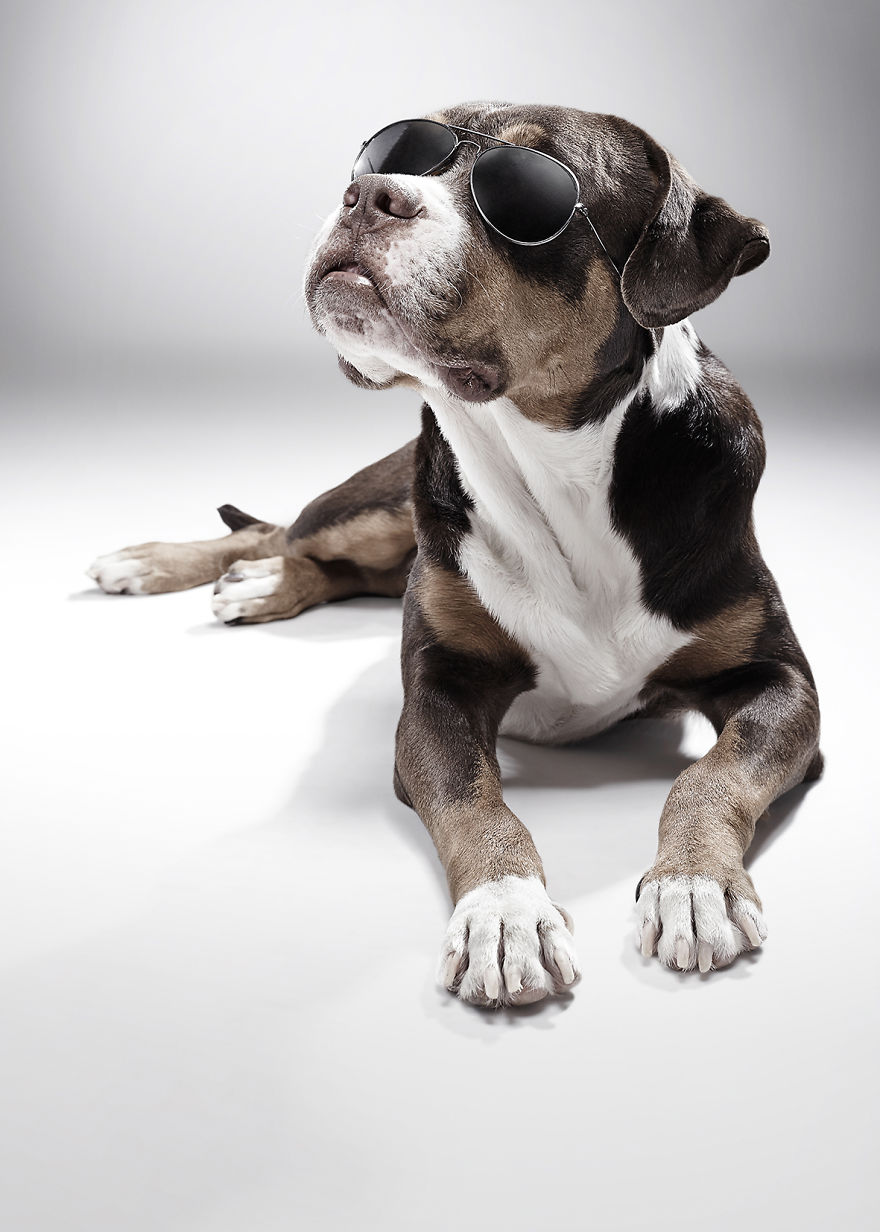 How A Dog Shelter Became A Talent Agency How A Dog Shelter Became A Talent Agency