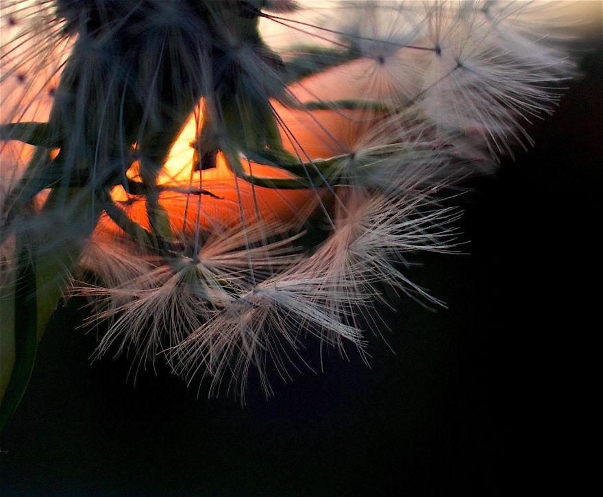 How Ordinary Dandelions Become Extraordinary