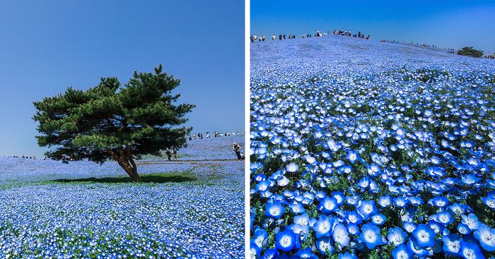 4.5 Million Baby Blue Eyes Just Bloomed In Japan’s Hitachi Seaside Park And I Shot Them