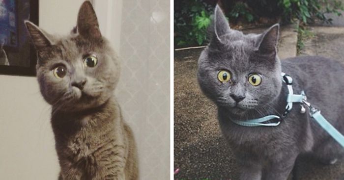 This Permanently Surprised Cat Wasn’t Supposed To Survive, Now He’s 4 Years Old