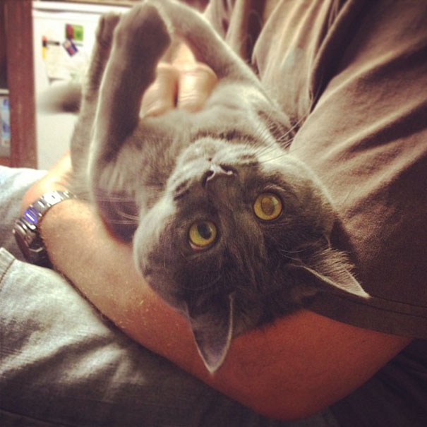 surprised-cat-hydrocephalus-kevin-theadventuresofkev18 surprised-cat-hydrocephalus-kevin-theadventuresofkev18