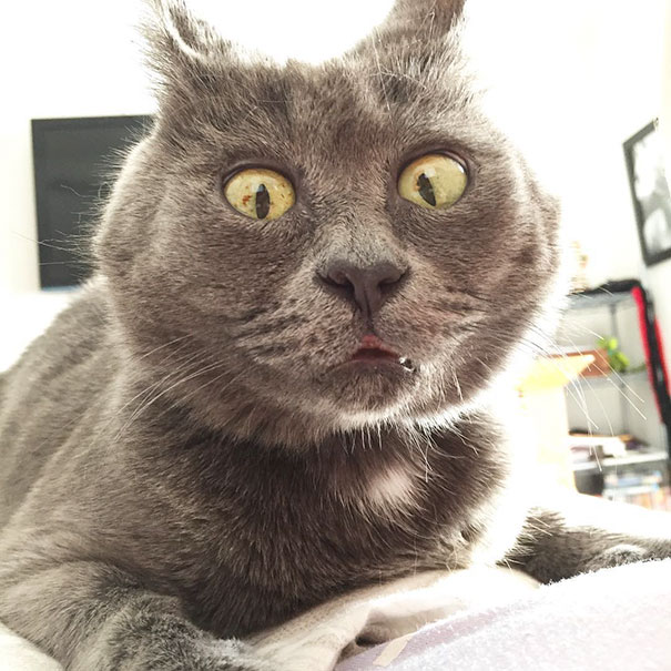 surprised-cat-hydrocephalus-kevin-theadventuresofkev2 surprised-cat-hydrocephalus-kevin-theadventuresofkev2