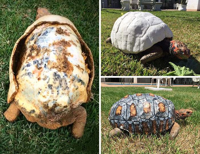 Injured Tortoise Receives World’s First 3D Printed Shell