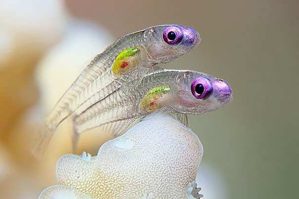 Transparent Fish