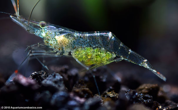 Ghost Shrimp