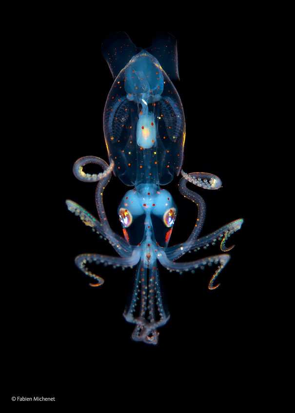 Juvenile Sharpear Enope Squid