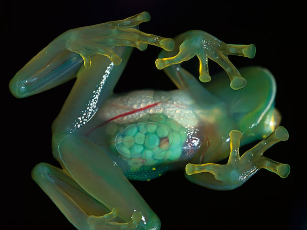 Glass Frog