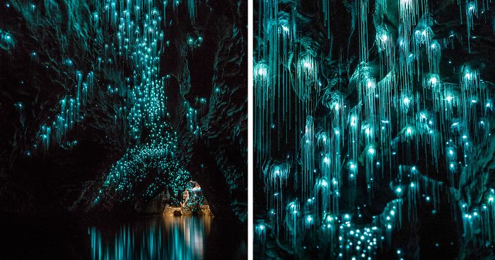Glow Worms Turn New Zealand Cave Into Starry Night And I Spent Past Year Photographing It