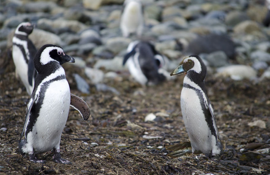 Bird Dress Up Penguin