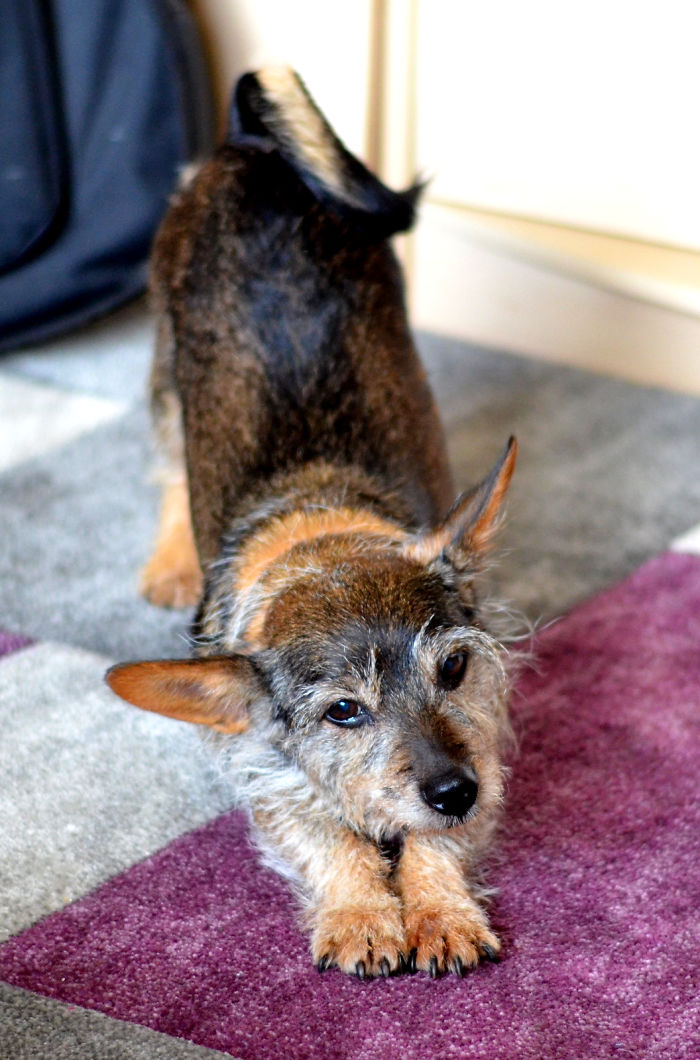 Doggy Stretch! Girl Čyta.