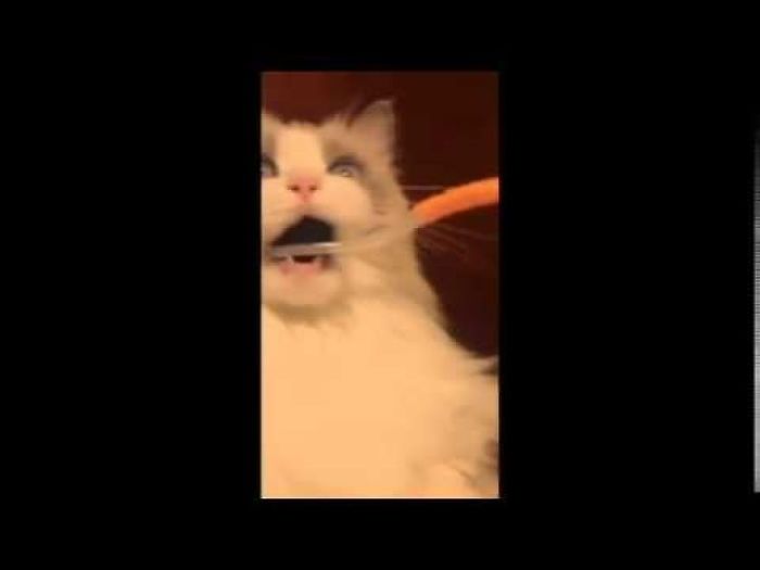 What Happens When You Brush Your Cat’s Teeth