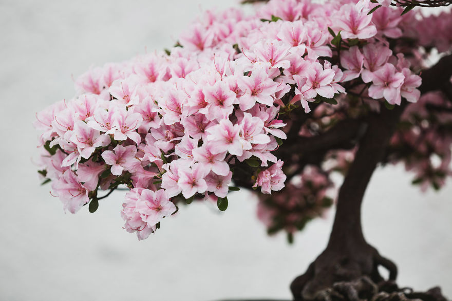I Spent 2 Years Capturing The Beauty Of Bonsai Trees