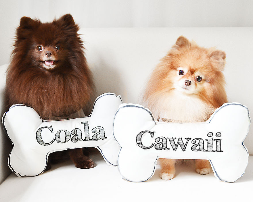 Meet Coala And Cawaii, The Two Pomeranian Fluff Balls That Changed My Life