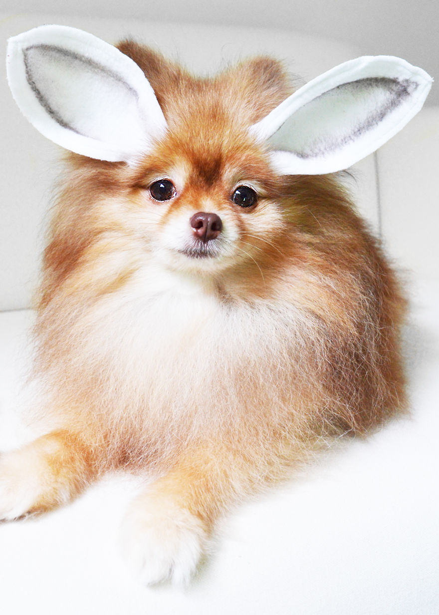 Meet Coala And Cawaii, The Two Pomeranian Fluff Balls That Changed My Life Meet Coala And Cawaii, The Two Pomeranian Fluff Balls That Changed My Life