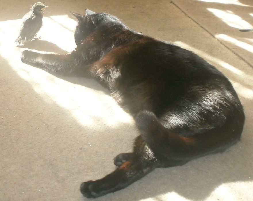Bird Meets Cat