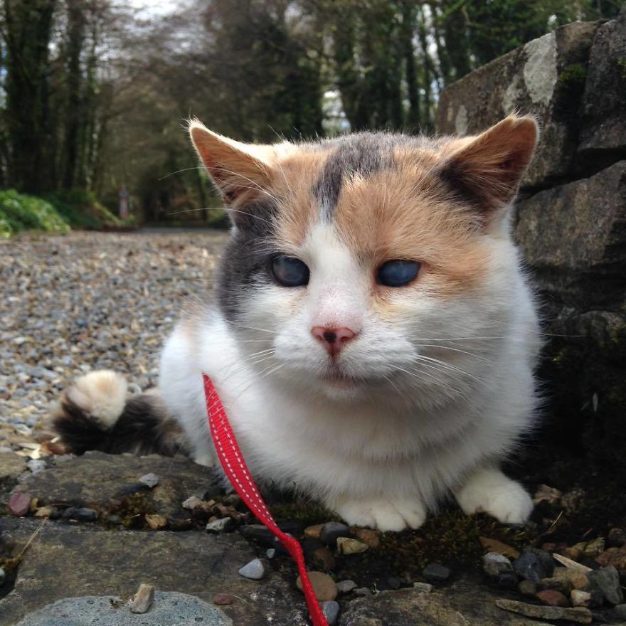 My Blind Rescue Cat Just Climbed Ireland’s Highest Mountain For Charity! My Blind Rescue Cat Just Climbed Ireland’s Highest Mountain For Charity!