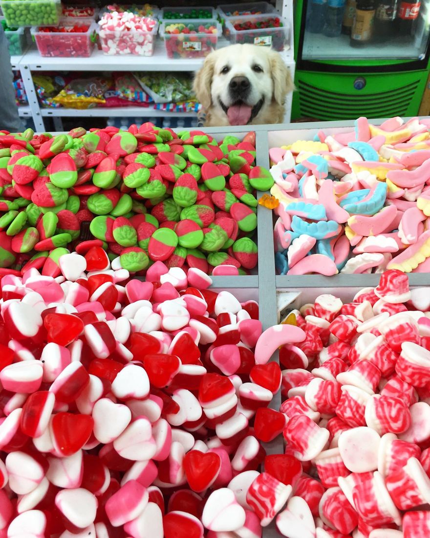 Golden Retriever Thomas Is A Real Foodie Dog