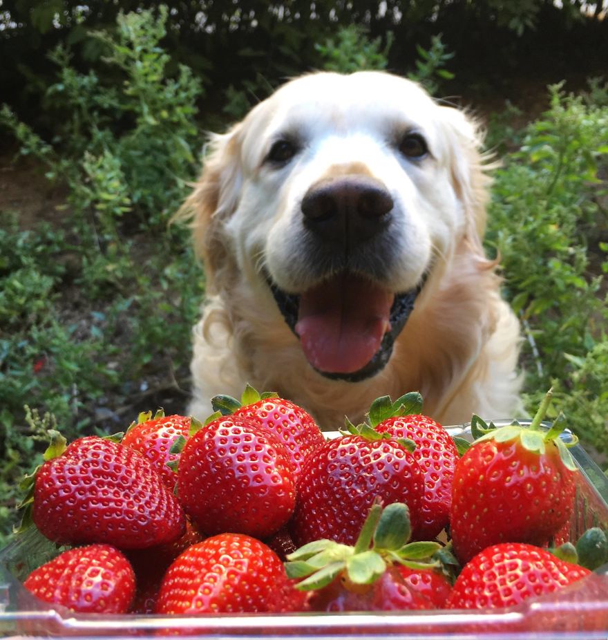 Golden Retriever Thomas Is A Real Foodie Dog