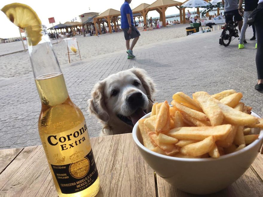 Golden Retriever Thomas Is A Real Foodie Dog