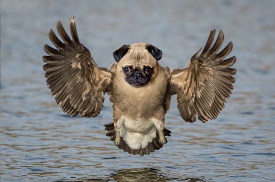 Photoshopped Animal Hybrids