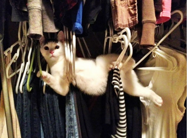 Pets That Got Themselves Hilariously Trapped