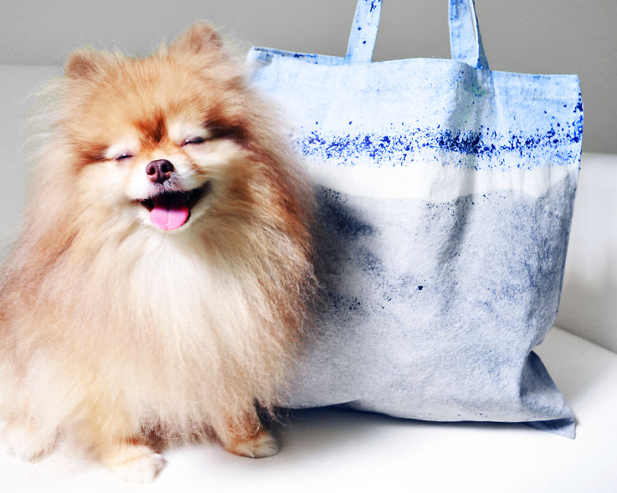 Meet Coala And Cawaii, The Two Pomeranian Fluff Balls That Changed My Life