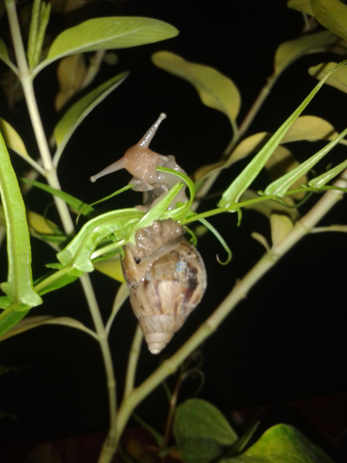 Munching Snail, Ph (samsung Galaxy Ace)