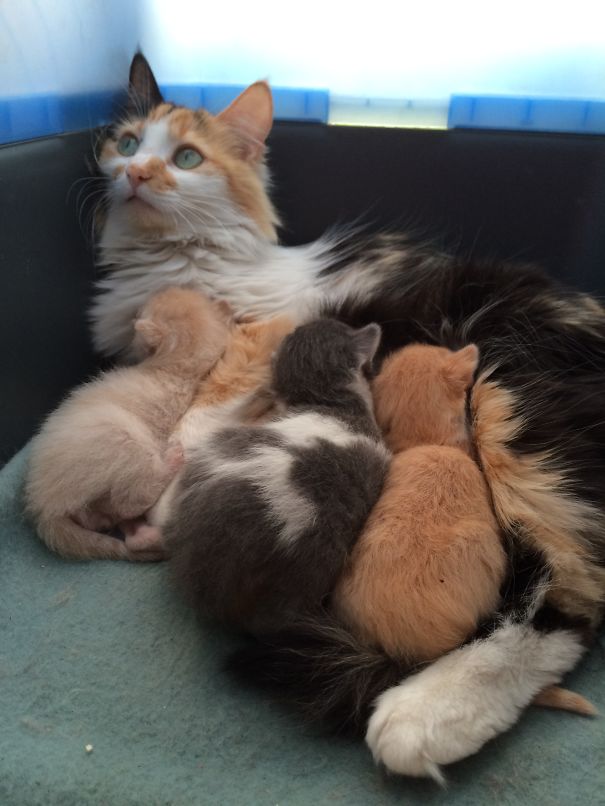 I Feel Kind Of... Trapped