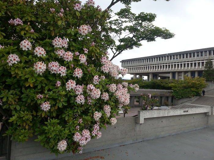 My University - Sfu