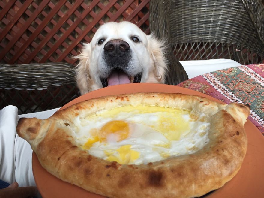 Golden Retriever Thomas Is A Real Foodie Dog Golden Retriever Thomas Is A Real Foodie Dog