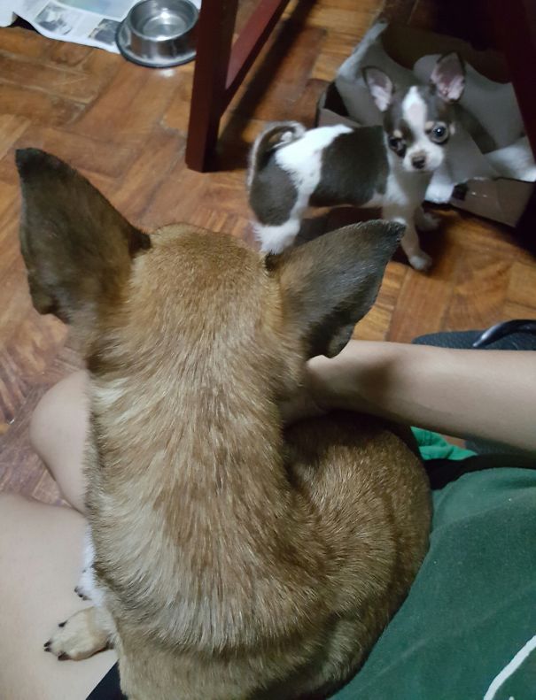 My Doodle Escaping From His Daughter's Hyperness.