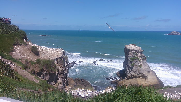 Bird Watching, New Zealand (lg G4 Stylus)