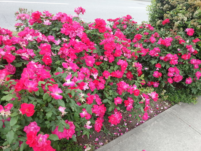 A Beautiful Sidewalk In Surrey....