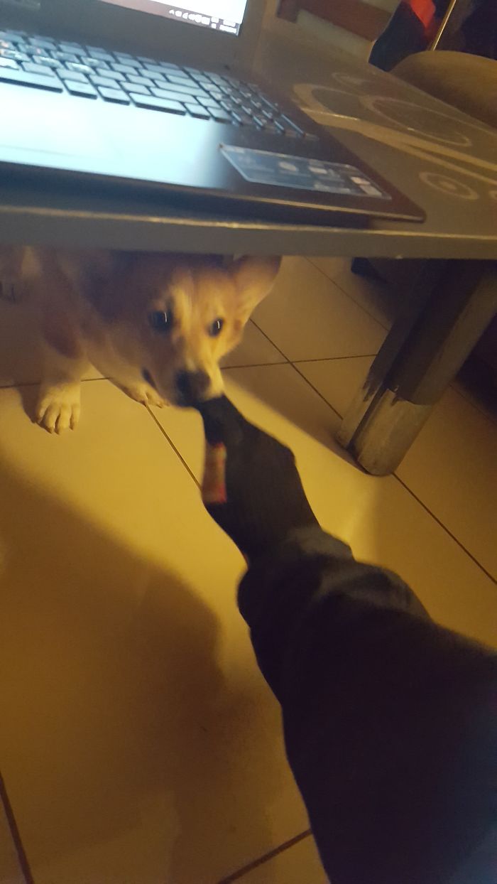 Fløki Trying To Subtlety Still Socks