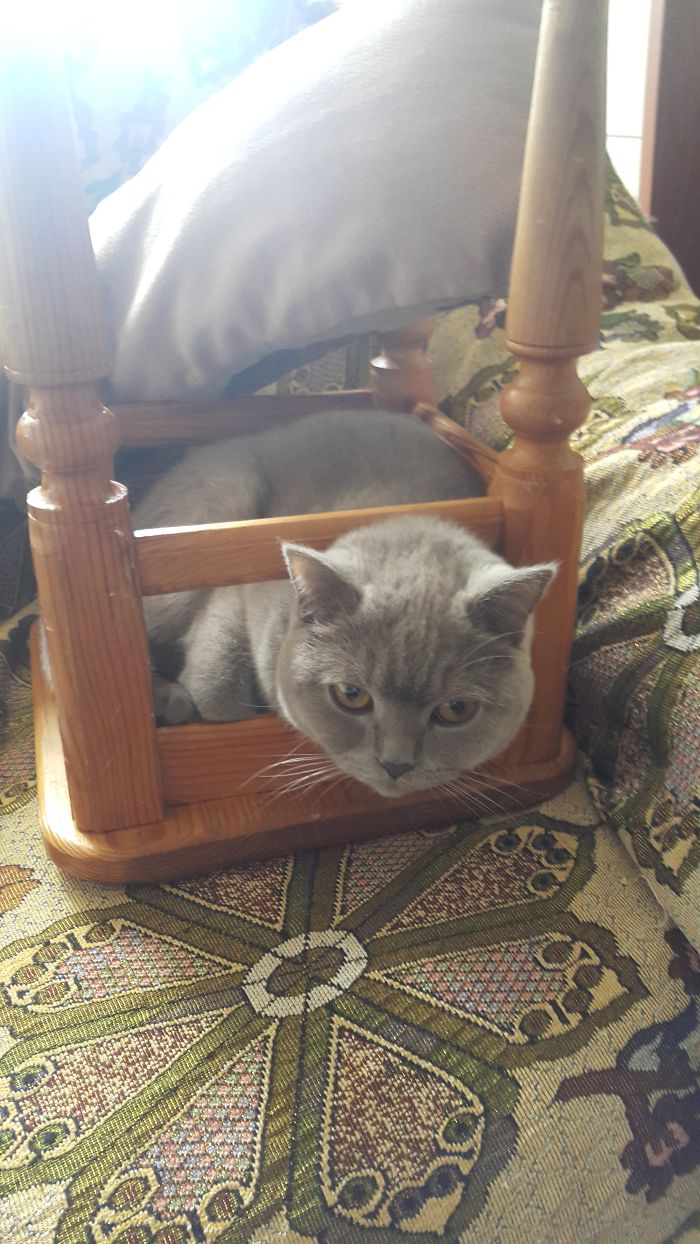 Murma Relaxing In A Stool