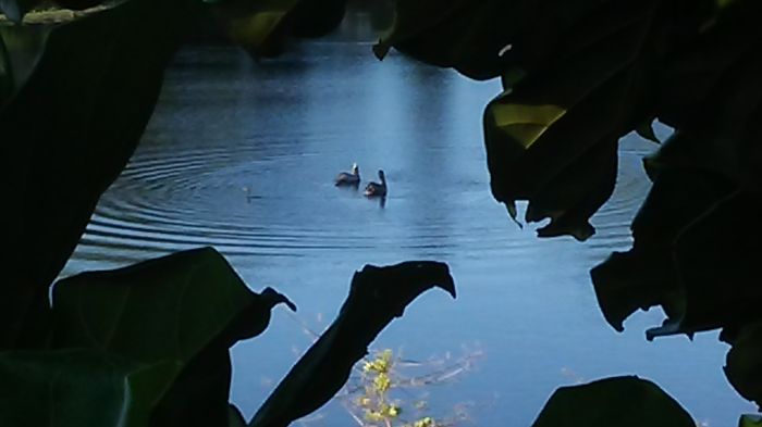 Rare And Beautiful Fresh Water Pelicans, In Orlando....