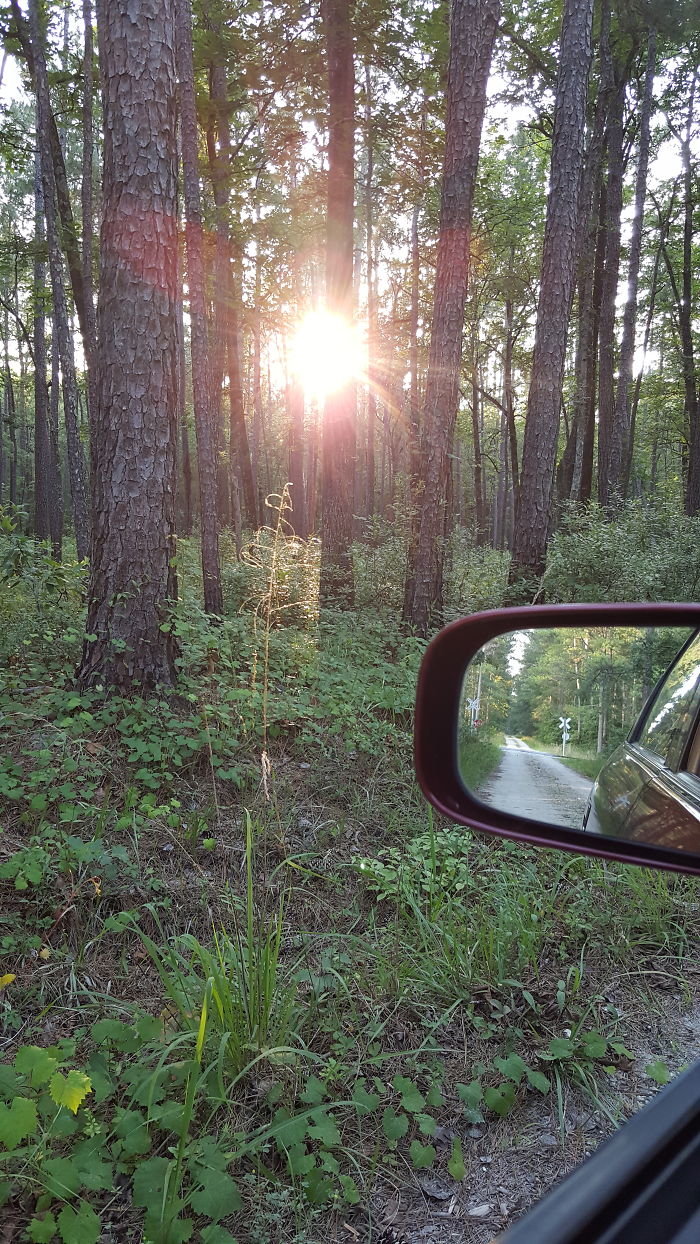 Leaving The Forest Francis Marian National Forest