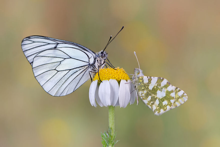 Beautiful Nature Pictures Beautiful Nature Pictures