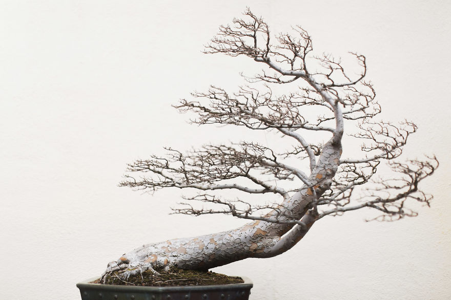 I Spent 2 Years Capturing The Beauty Of Bonsai Trees