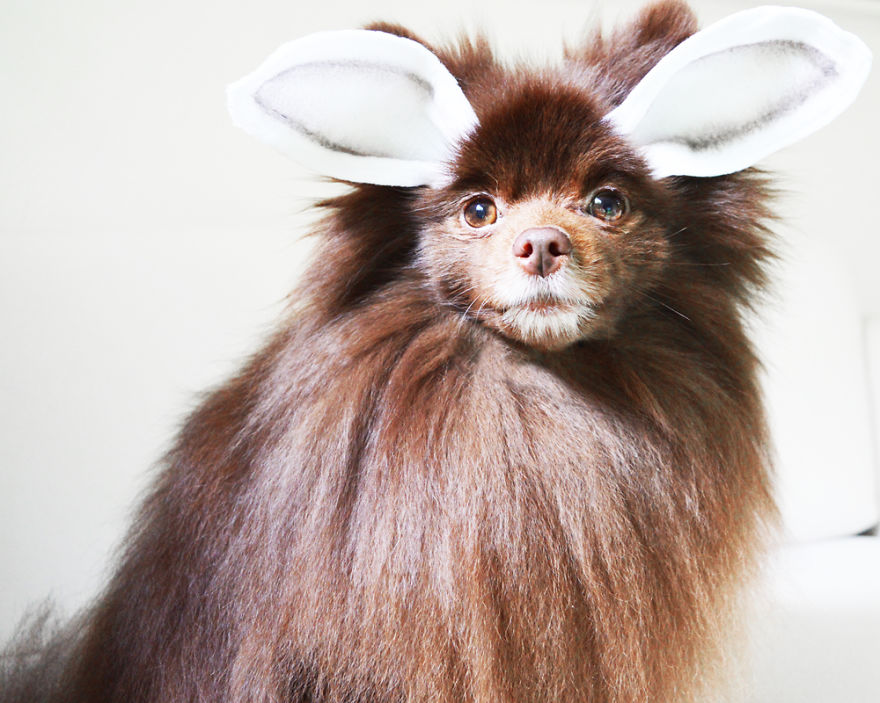 Meet Coala And Cawaii, The Two Pomeranian Fluff Balls That Changed My Life Meet Coala And Cawaii, The Two Pomeranian Fluff Balls That Changed My Life