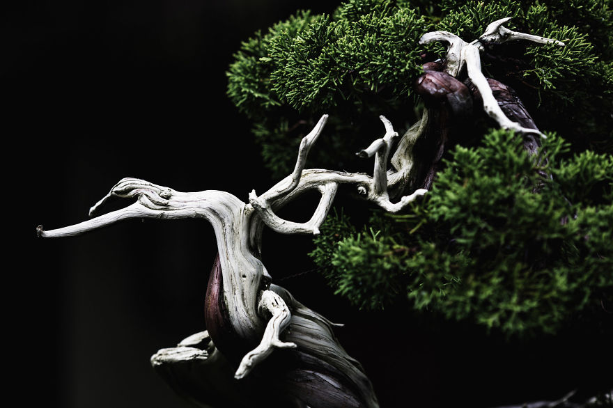 I Spent 2 Years Capturing The Beauty Of Bonsai Trees