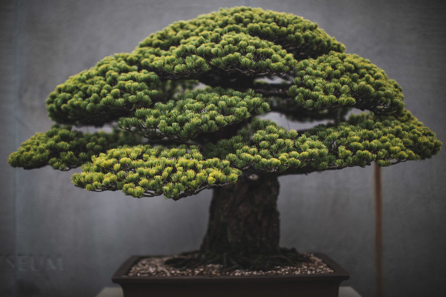 I Spent 2 Years Capturing The Beauty Of Bonsai Trees I Spent 2 Years Capturing The Beauty Of Bonsai Trees