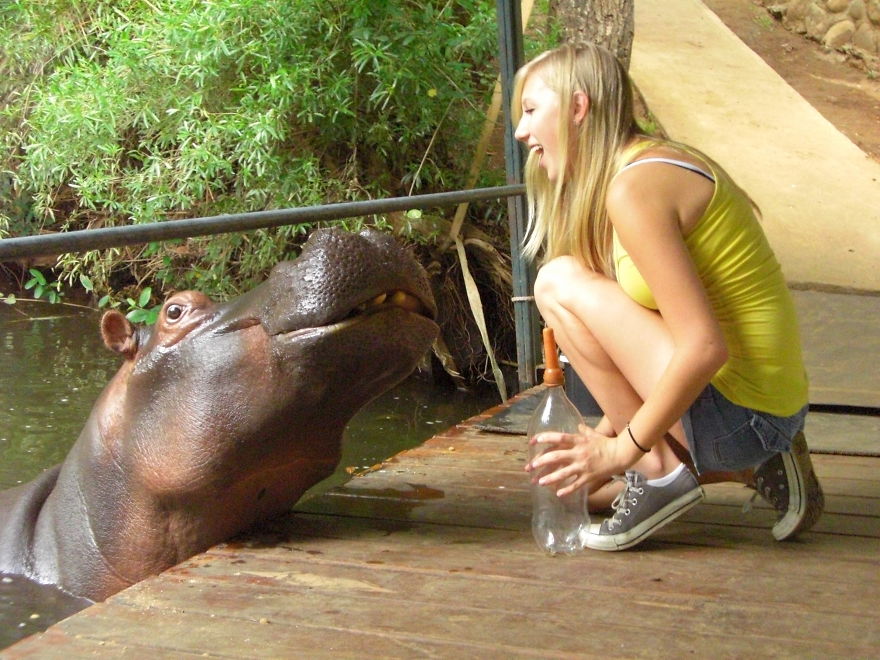 Wild Hippo In Hoedspruit South Africa