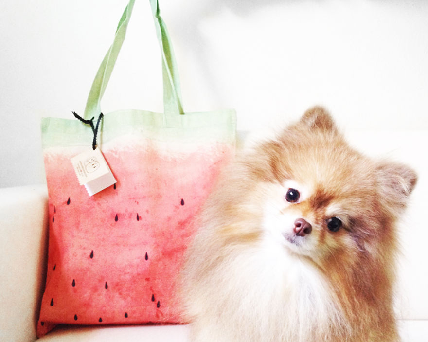 Meet Coala And Cawaii, The Two Pomeranian Fluff Balls That Changed My Life