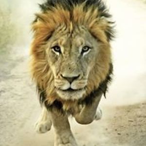 mifmachado_45 avatar