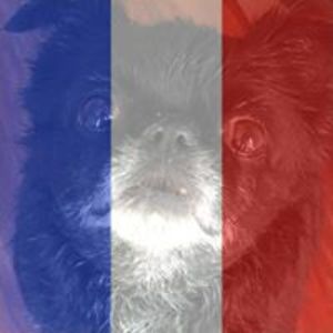 calgaryfurryartist avatar