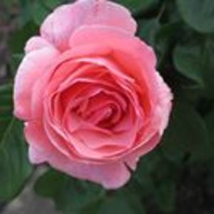 peg_mcconnell avatar