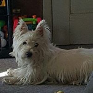 sam_kopp_henseler avatar